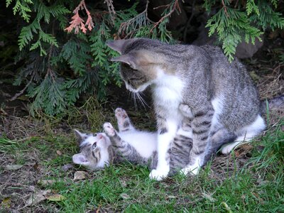 Kitten kitty mother photo