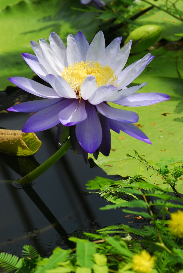 Leaf garden water lily