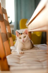 Domestic cat cz a normal cat