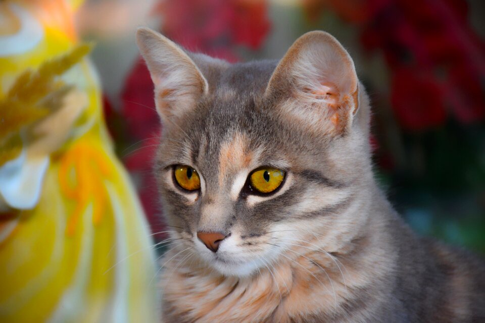 Tenderness animal distant