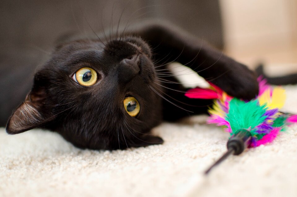 Domestic cat black cat a normal cat