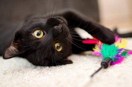 Domestic cat black cat a normal cat