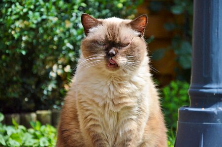 Mieze british shorthair cat thoroughbred photo