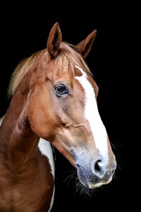 Equestrian portrait skewbald