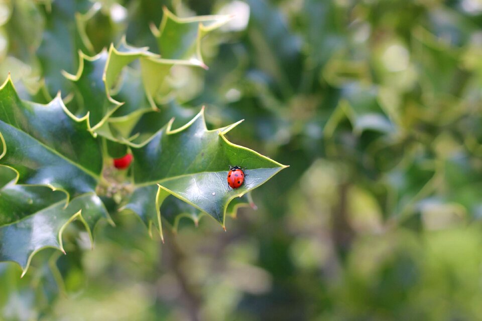 Plant tree outdoor