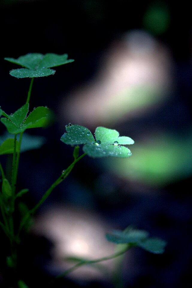 Green plant wet