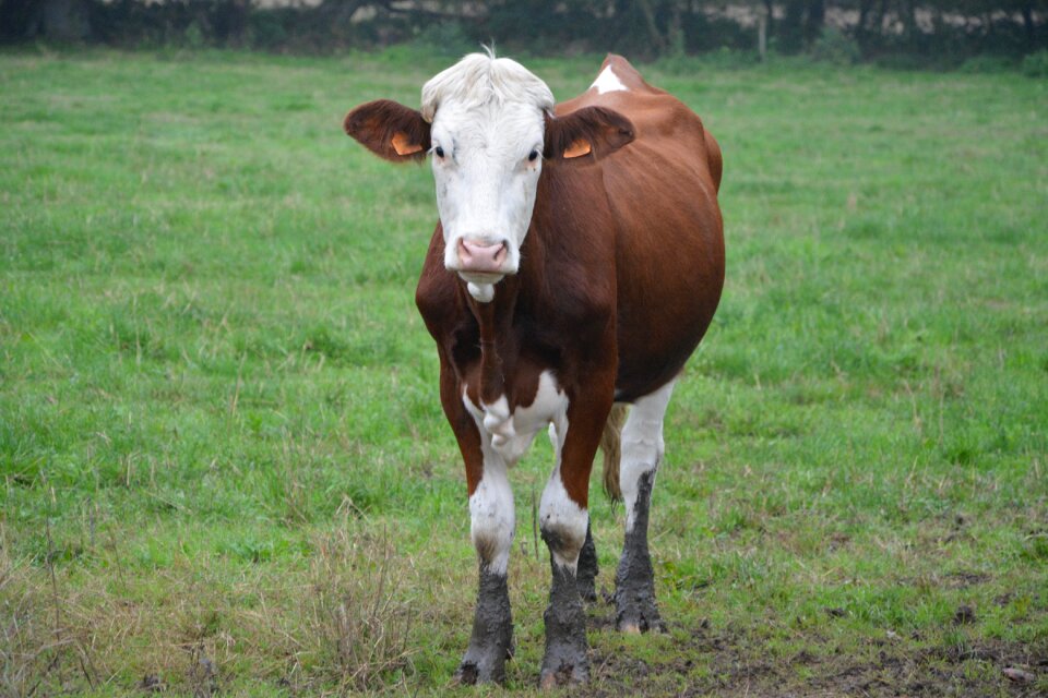 Pasture breeding pre