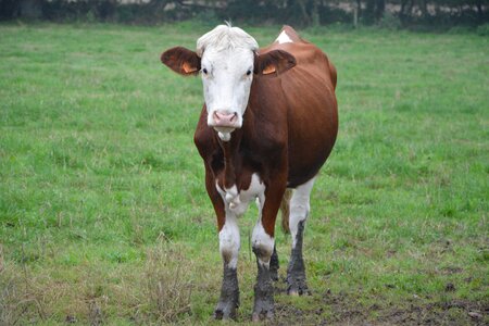 Pasture breeding pre