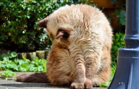 Mieze british shorthair cat thoroughbred