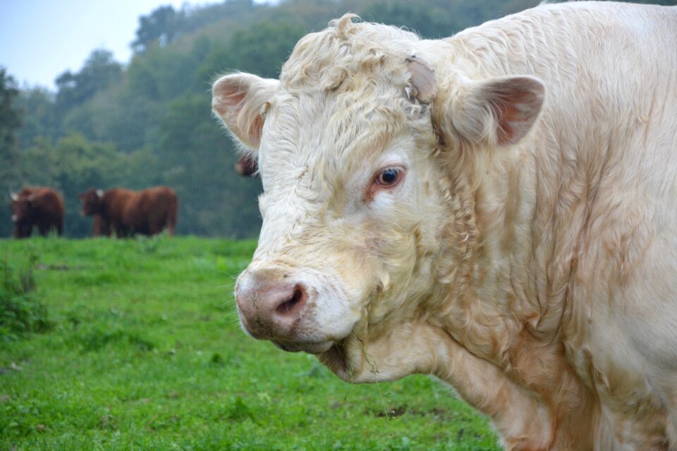 Prairie cow mammifére home