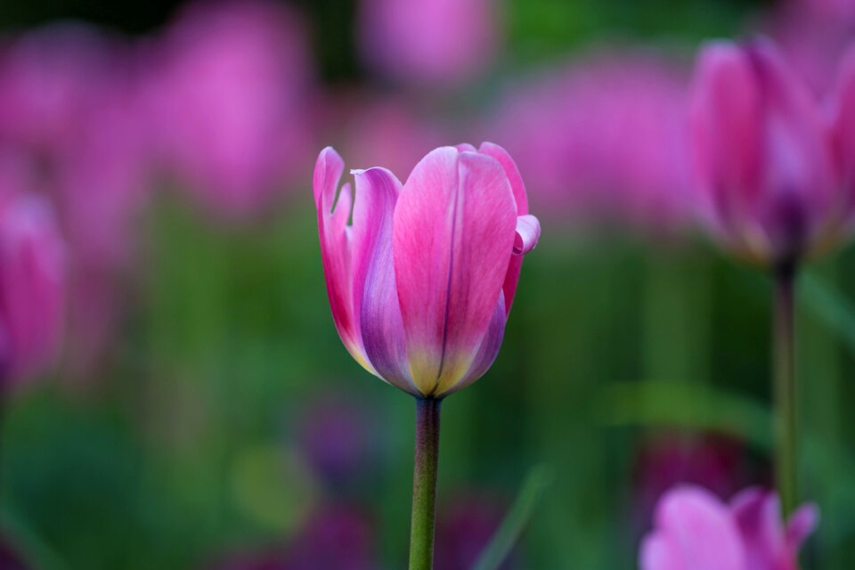 Red flowers nature photo