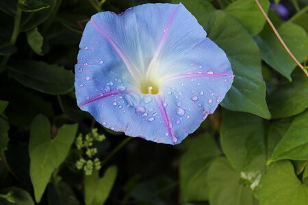 Bright summer rain raindrop