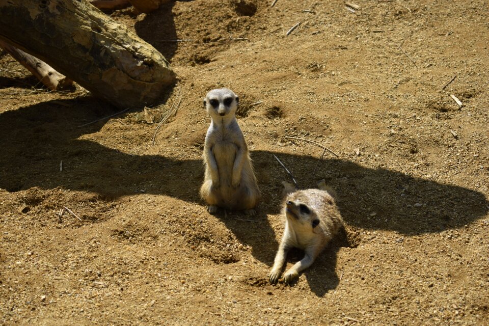 Lemur exotic animal fauna