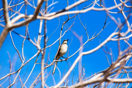 Outdoors winter branch