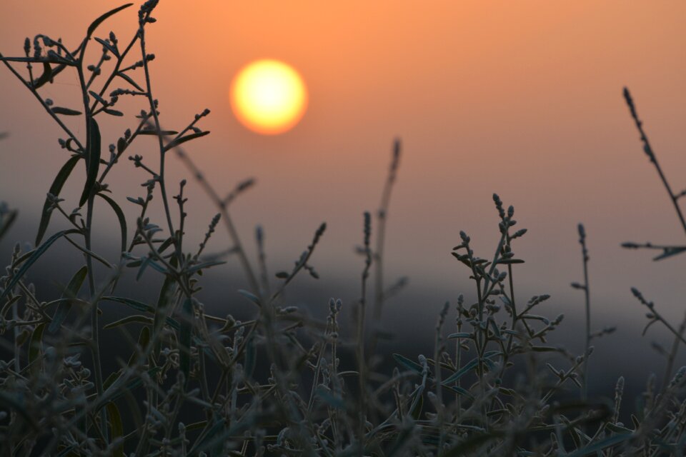 Nature sun silhouette
