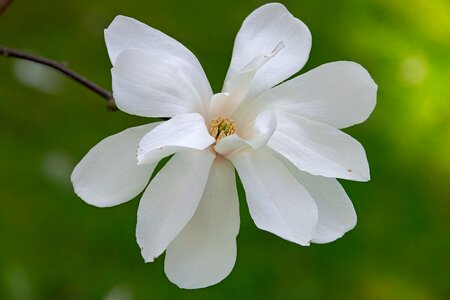 Magnolias flower closeup