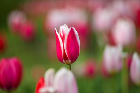 Double tulip spring garden flower photo