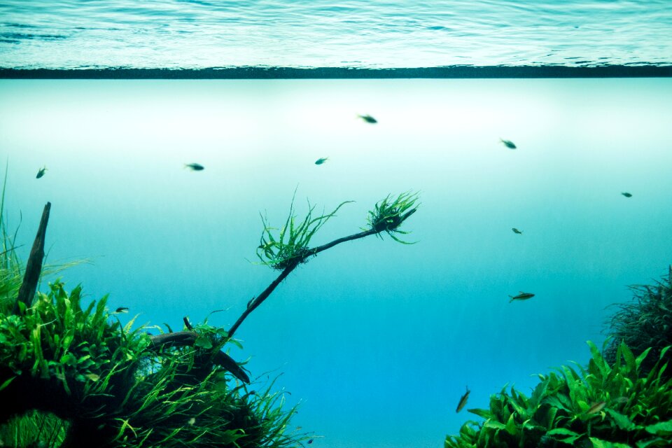 Water green grass