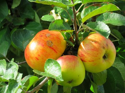 Hanging fruit healthy