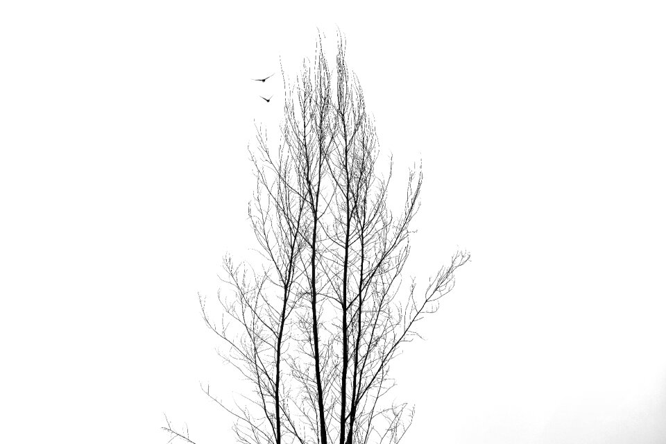 Branch black and white snow