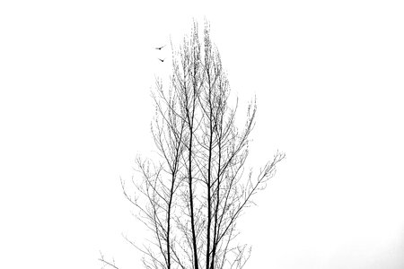 Branch black and white snow