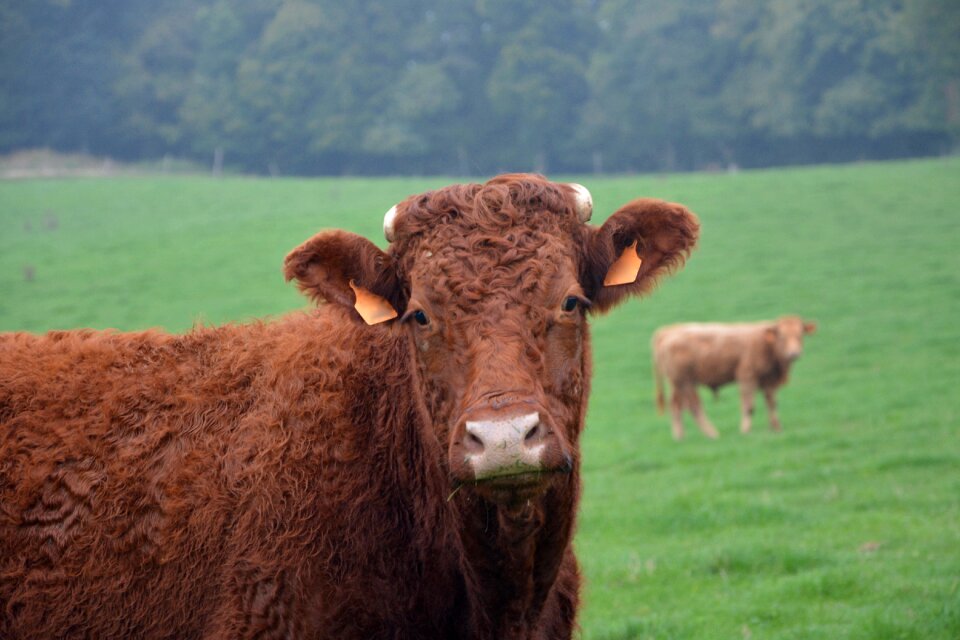 Ruminant pre breeding