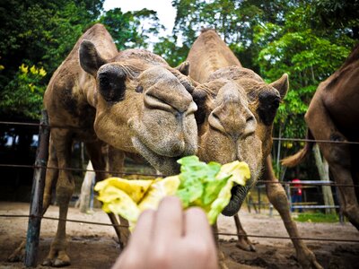 Feed zoo farm