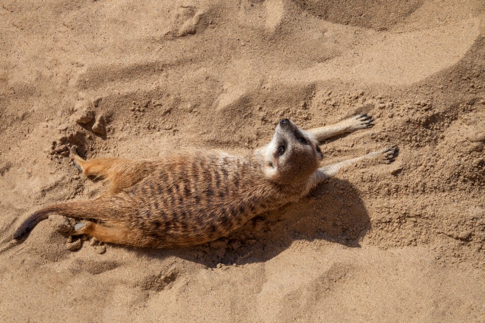 Resting sand animal