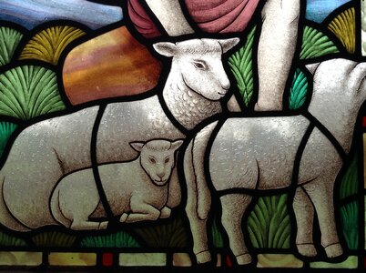 Church window sheep