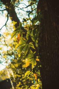 Nature branch flora