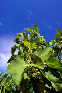 Tree green mediterranean photo