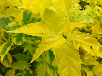 Nature flora plants