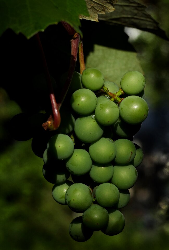 Träubel vitis vinifera infructescence