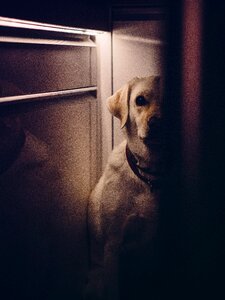 Animals shadows dark