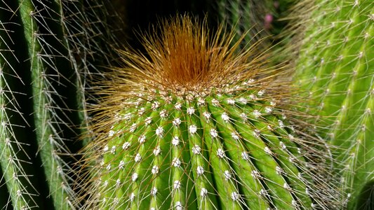 Spur prickly nature
