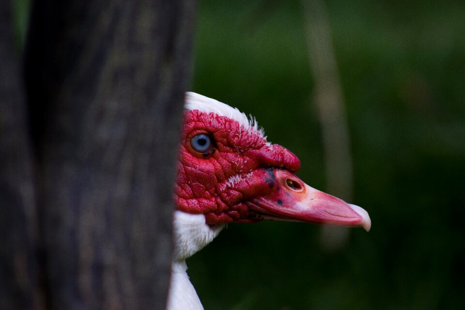 Pen outdoor duck peak
