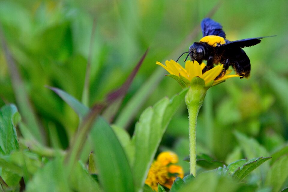Flower nature honey