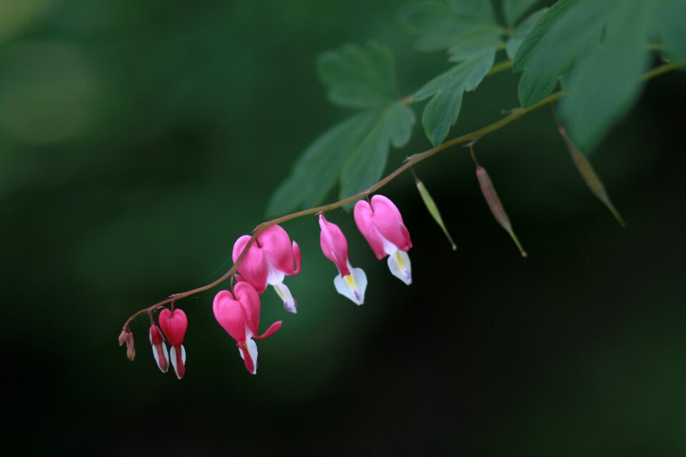 Flowers plants outdoors