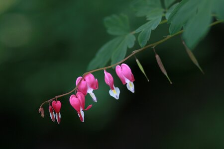 Flowers plants outdoors