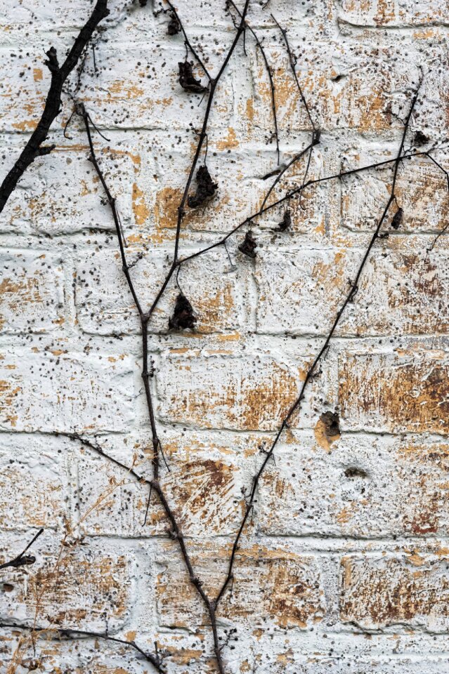 Bricks wall vines