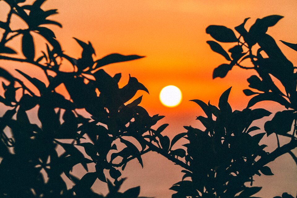 Sun orange leaves