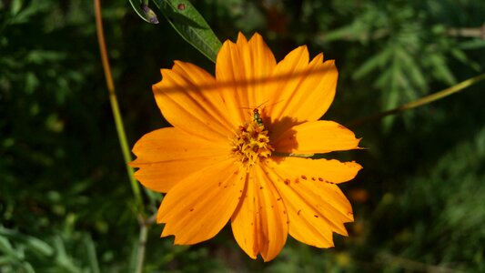 Flower yellow bug