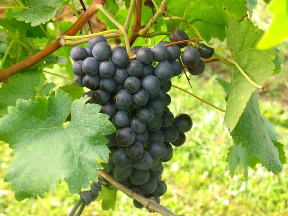 Nature winegrowing vine
