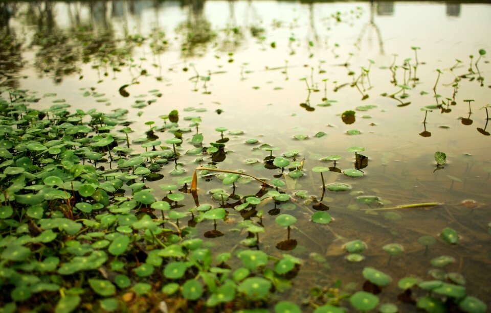 Nature lake aquatic plants