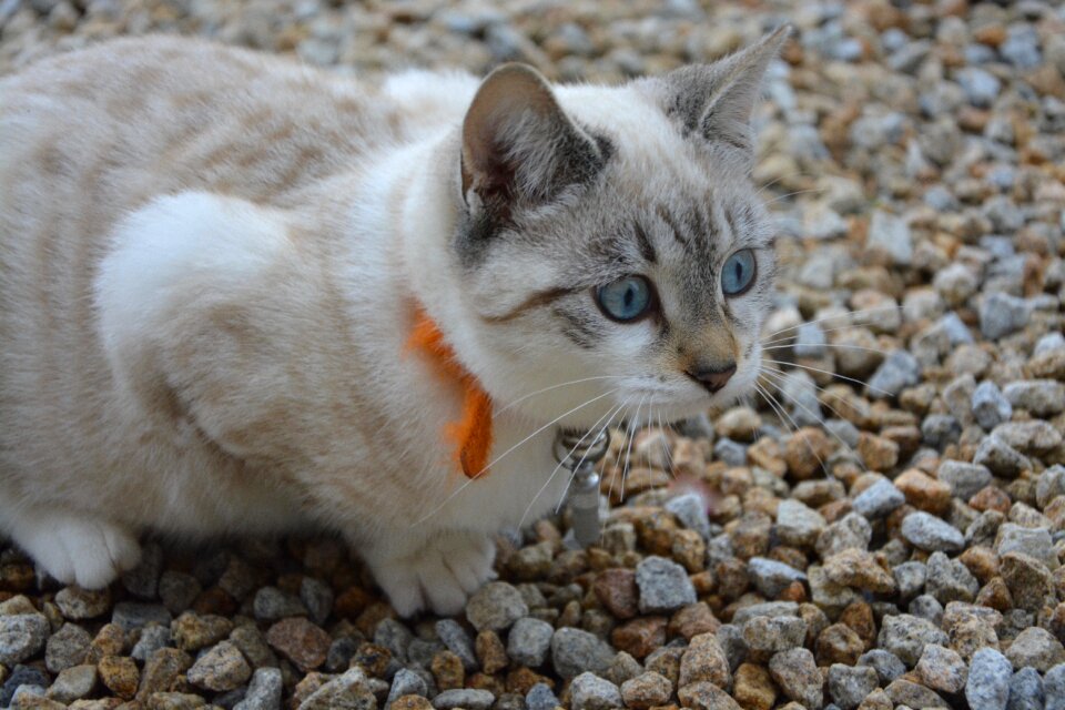 Position hunter domestic animal feline