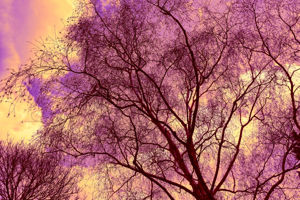 Branch bare tree winter tree