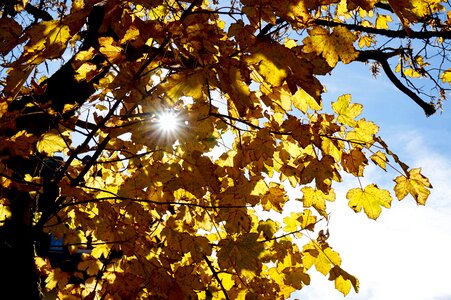 Branch autumn sun