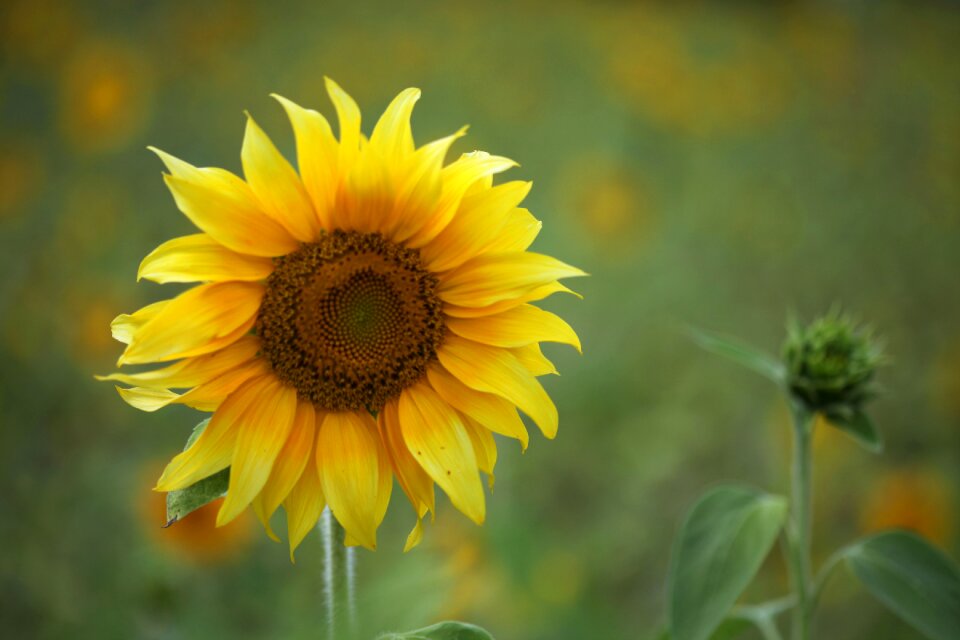 Sunflower garden green sunflower