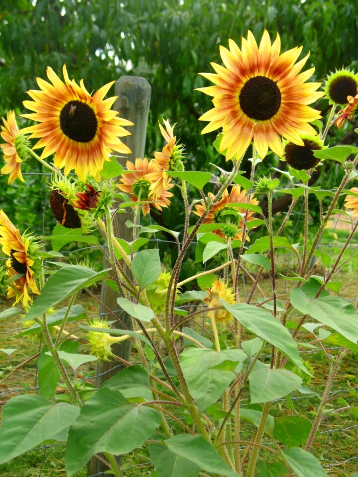 Bloom summer flower beautiful flower