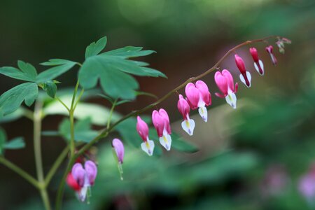 Flowers plants outdoors